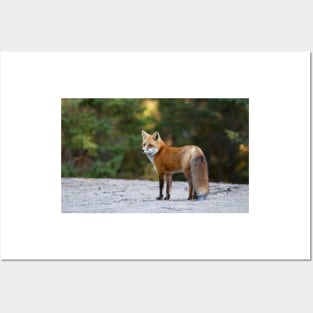 Red Fox - Algonquin Park, Canada Posters and Art